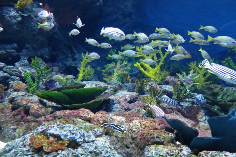 Singapore, Marine Life Park
